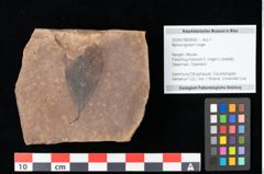 Foto (Objekt + Etikett) von Myrica lignitum Unger (NHMW-GEO-2024-0188-0630)